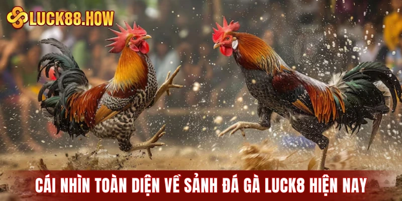 Cái nhìn toàn diện về sảnh đá gà LUCK8 hiện nay