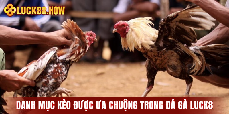 Danh mục kèo cược được ưa chuộng nhất trong đá gà LUCK8