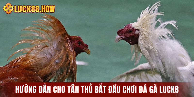 Hướng dẫn chi tiết dành cho tân thủ bắt đầu chơi đá gà LUCK8